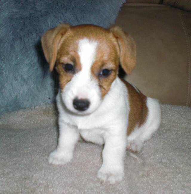 This is Copper-Top, a Ruffy and Meatball puppy