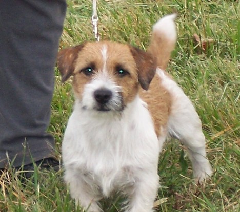 Gunny is funny.  She is playful and loves to please.  She loves to play in mud puddles but doesn't like to swim. She is little; just barely 10 inches.  She likes to eat (weighs 13 pounds) and likes to be rubbed & petted.  Gunny is a UKC Grand Champion Russell Terrier and has her AKC Rally Excellent Championship. 