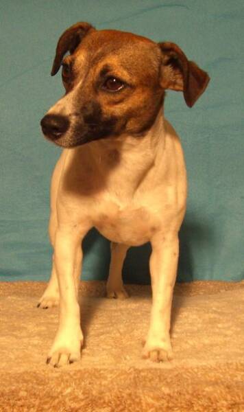IC (Irish Cream) came all the way from Ireland to be with us.  She is so sweet.  Looks at you with adoration in her eyes and melts your heart.Has a sense of smell that you wouldn't believe.  Can swim like a fish.  She is 12 inches tall. 