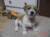 Click for bigger picture of Gunny