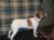 Click for bigger picture of Irish Cream