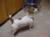 Click for bigger picture of Meatball