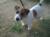 Click for bigger picture of Ruffy