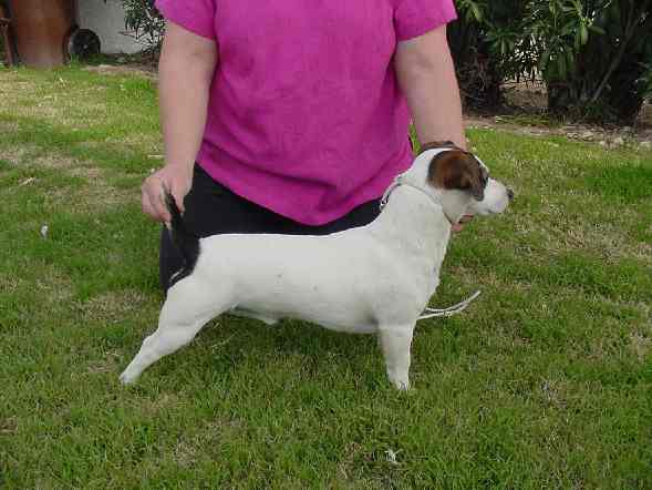 Tee is such a joy.  A very easy going, versatile dog.  Everyone loves him and he loves everybody.  Is very animated and goofy at times.  He is very intelligent and wants to please and is the dog we use when a child wants to join our obedience classes and doesn't have a dog. He will work for anyone.  He is almost 11 inches tall and weighs 14 lbs.  Tee is a UKC Grand Champion Russell Terrier and has won Best in Multibreed show.  He also has a Rally Advanced Championship.